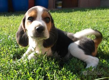 Beagle piccole dolcezze