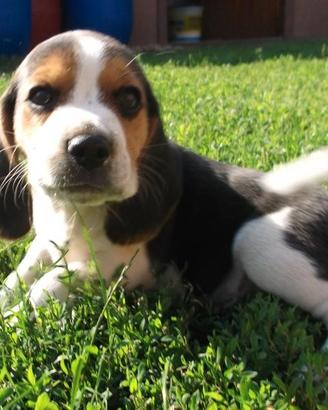Beagle piccole dolcezze