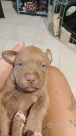 Pitbul