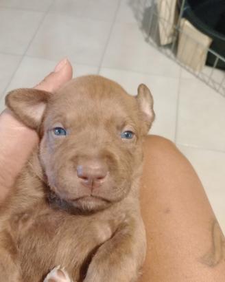 Pitbul