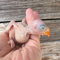 Parrocchetto dal Collare