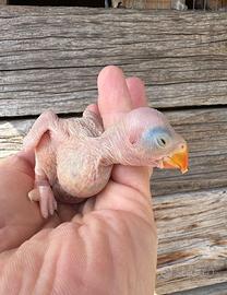 Parrocchetto dal Collare