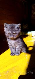 British shorthair