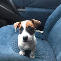 Cucciolo jack russel pedigree