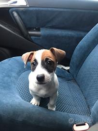 Cucciolo jack russel pedigree