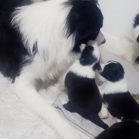 Cuccioli di border collie
