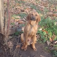 Cane da cinghiale razza segugio maremmano