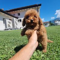 Barboncino cuccioli toy e nani,rossi red cioccolat