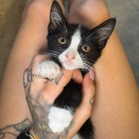 Gattina bianca e nera Kinder