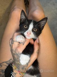 Gattina bianca e nera Kinder