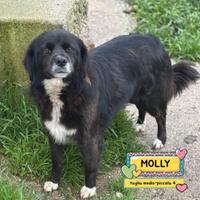 MOLLY dolce cagnolina tg medio piccola adozione