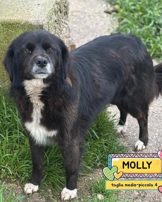 MOLLY dolce cagnolina tg medio piccola adozione