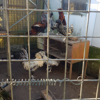 Vendita galli/galline padovane