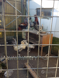 Vendita galli/galline padovane