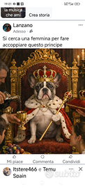 Bulldog francese