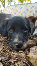 Cucciolo maschio Border Collie