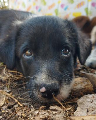 Cucciolo maschio Border Collie