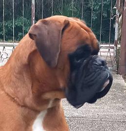 Boxer per Monta