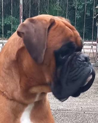 Boxer per Monta