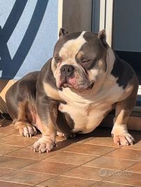 AmericanBully maschio 3colorBlue