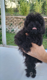 Barboncino toy nero M e champagne M/F