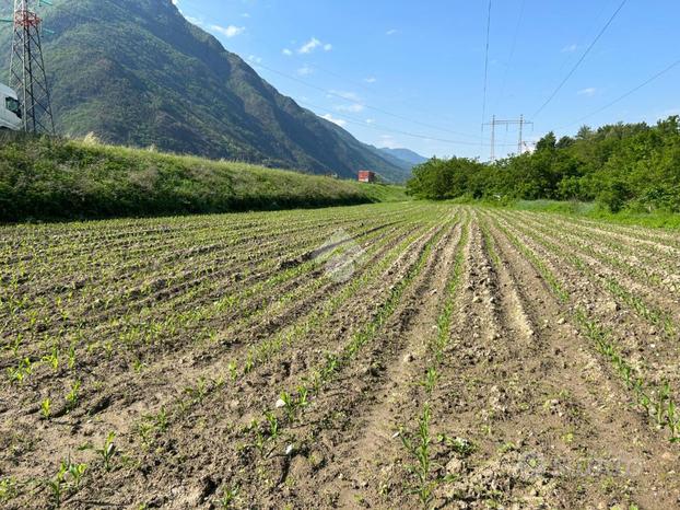 TER. AGRICOLO A ESINE