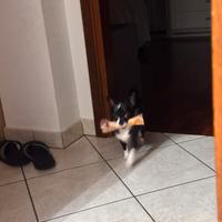 Chihuahua per accoppiamento