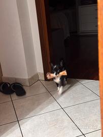 Chihuahua per accoppiamento