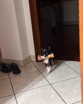 Chihuahua per accoppiamento