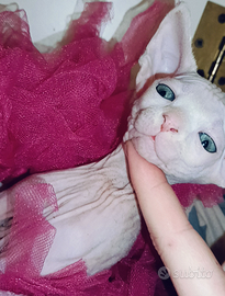 Cuccioli Sphynx