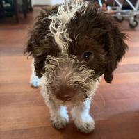 Lagotto Romagnolo Pedigree