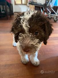 Lagotto Romagnolo Pedigree