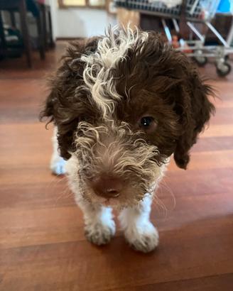 Lagotto Romagnolo Pedigree