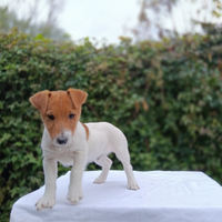 Cuccioli di jack Russell