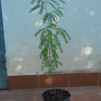 Acacia GLEDITSIA TRIACANTHOS h 70  80 cm in vaso14