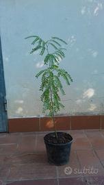 Acacia GLEDITSIA TRIACANTHOS h 70  80 cm in vaso14