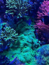 sfoltimento acquario marino talee coralli molli
