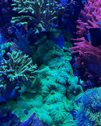 sfoltimento acquario marino talee coralli molli