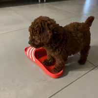 Barboncino mini toy