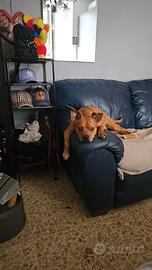 cucciolo di cane
