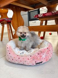 Cucciolo volpino pomerania TOY orange 2 mesi