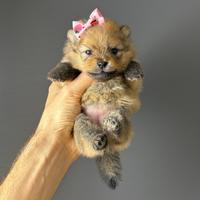 Pomerania spitz cuccioli TOY 2 mesi orange rossi