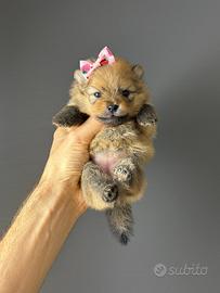 Pomerania spitz cuccioli TOY 2 mesi orange rossi