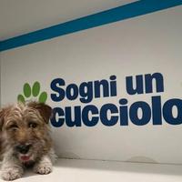 Jack Russel zampa corta cucciolo disponibile