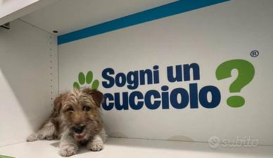 Jack Russel zampa corta cucciolo disponibile