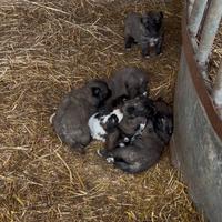 Cuccioli di due mesi disponibili