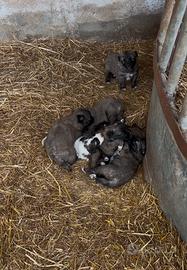 Cuccioli di due mesi disponibili