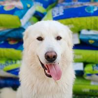 Gucci, splendido pastore svizzero