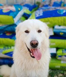 Gucci, splendido pastore svizzero