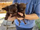 cuccioli-di-chihuahua